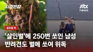 살인벌에 250번 쏘인 남성…반려견도 벌에 쏘여 위독한 상태  JTBC 사건반장