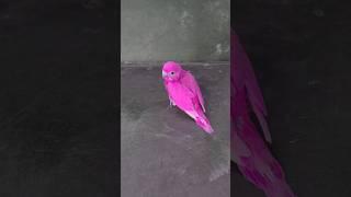 What is the True Color of This Budgie?