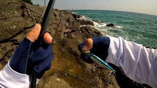 Морская рыбалка с берега в Южной Корее # Красноперка Угай на воблер Maria fla -pen blue runner