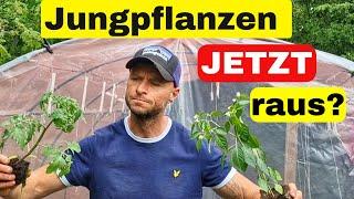 Sind die Eisheiligen schon vorbei?Jungpflanzen JETZT ins Freiland?