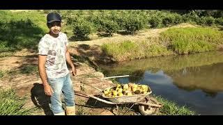 Tilápia comendo goiaba  Alimentando os peixes com goiabas