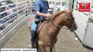 Missouri Horse Auction - Springfield MO