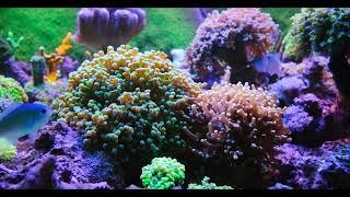 160 Gal Lps Reef Tank