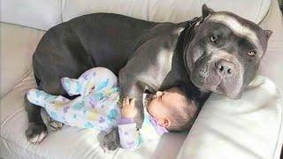 Having Protective Dogs are Awesome Funny Dog and Human Video 2024