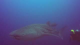 Robin Whaleshark Galapagos