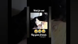 Funny video Latest video 