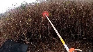 Cutting back brambles