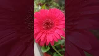 gerbera flower