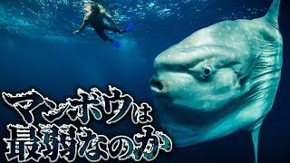 【衝撃】99%が知らないマンボウの知られざる生態