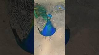 wow fight bird  #youtubeshorts #birdfight #shortvideo #viral #birdsoundvideo #peacocklove #youtuber