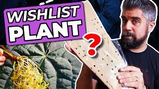 Ecuagenera WISHLIST Plant UNBOXING + How to Order & Rehab New Imports