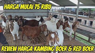 UPDATE HARGA KAMBING BOER F1 SAMPAI BOER FB HARGA MULAI 75 RIBU DI KAMBING BURJA MALANG