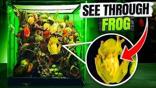 I Made A Home For A Rare & See Through Glass Frog