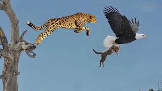 pertarungan sengit macan tutul vs elang raja darat vs raja udara