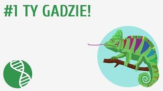 Ty gadzie #1  Gady 