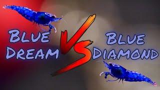 The difference between Blue Dream and Blue Diamond Shrimp