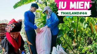 Iu Mien Thailand EP44  Iu Mien Chili garden