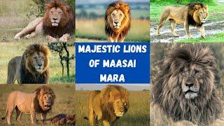 Famous Lions of the Maasai Mara  Huge Male Lions  Majestic Lions