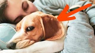 WHY YOUR DOG CHOOSES to SLEEP with YOU? What It Says About Your Bond