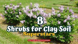 Top 8 Shrubs for Clay Soil Superstars   Gardening Ideas