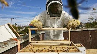 Основы пчеловодства. Урок 5 экипировка и инвентарь пчеловода.