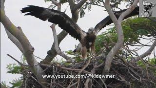 Heavy Downpour dashes 2nd EAGLE Chicks Hopes of Fledging