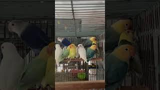 Lovebirds Rare Mutations #birds #hobby #pets #beauty