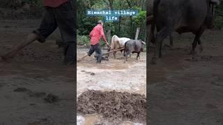 himachal village life️️#villagelife #himachalvillagelife