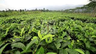 Raw Free Stock Footage - Large Tea Fields