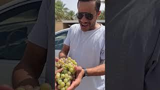 العنب الحلواني بولاية نزوى بسلطنة عمان