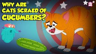 Why are Cats Scared of Cucumbers?  Cats vs Cucumber  Funny Scared Kitty  The Dr. Binocs Show