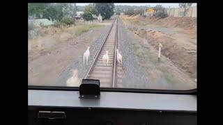 Animals Hit By Train  Compilation Videos  Animals Vs Train 