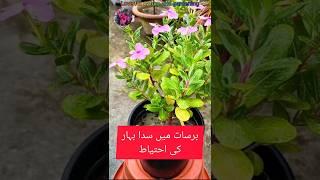 DIY Hybrid Vinca Periwinkle Sada bahar care in rainy season #trending #garden #shorts #youtubeshorts