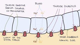 How do Thiazide Diuretics Work? Understanding Bendroflumethiazide and Indapamide