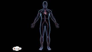 EVS - Human Circulatory System - Animated 3D model - in English - Class 5