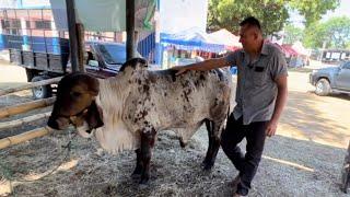 Toro Gyr puro traído en embrión de brasil mira cuanto bale $10000