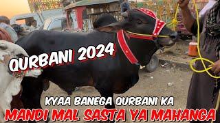 Lahore cow Mandi ki update  Kyaa Mandi Mein Mal Sista Hai ￼