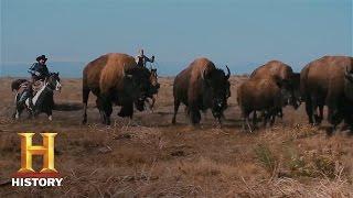 History NOW Bison Named the First National Mammal  History