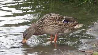 Video Background Stock Footage Free  Bird. Duck drinking water 