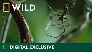 Discover the amazing diversity of spider webs  Wild Hunters   National Geographic Wild UK