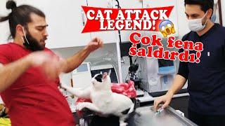 KEDİ SALDIRISI EFSANESİ  Üç Kişi Zor Tuttuk   cat attack  @Menalcicek  #TheVet