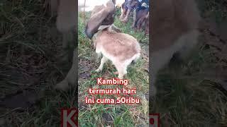 kambing termurah hari ini #youtubeshorts #shortvideo #videoshort #goat