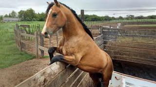 The Funniest Horse Moments You Wont Believe