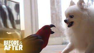 This Little Parrot Lala Picks Fight With Ex-Bestie Dog  Before & After Makeover Ep 36