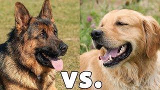 Golden Retriever vs. German Shepherd Dog Which is Better?