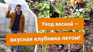 Уход за клубникой весной — готовим её к плодоношению правильно