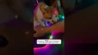 А ей по-фэншую #юмор #кошки #catvideos