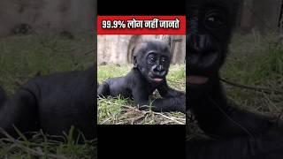 Amazing facts about Wild Animals  जंगली जानवरों के बारे में आश्चर्यजनक तथ्य#shorts