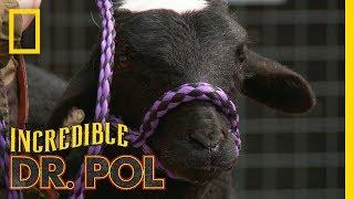 Bah Bah Bloated Sheep  The Incredible Dr. Pol