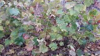 Виноград в ноябре 2018г. Естественный листопад едкость для нашего региона.